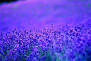 日本の北海道の花畑が美しすぎる！と話題に【海外の反応】