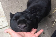 「ちゅぱちゅぱ」飼育員さんの指しゃぶりが止められない甘えん坊な黒ジャガー