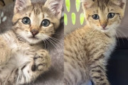 【海外】「排水溝に閉じ込められた子猫、みんなの力で救出作戦が始まる！」