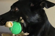 自分のおもちゃは貸したくない。犬の友達が遊びに来た時の犬の口の中がカオス