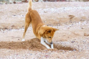【海外】考古学の発見を手伝った動物たち！