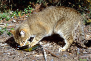 鯨「…」豪政府、野良猫駆除の為に毒エサ空中散布を決定[海外の反応]