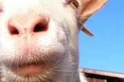 韓国での一日🐐ヤギ牧場とカフェへの一人旅「ヤギが可愛い」「韓国の山の町は本当に過小評価されている」海外の反応