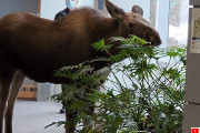 ごちそうがあると聞いて...ヘラジカが病院に入り込み観葉植物をおいしくいただく