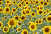 海外「満開のひまわりが黄色い海みたいでファンタスティックだ！」福井県のひまわり畑（海外の反応）