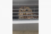 フロントバンパー内に飛び込んだフクロウを救え！