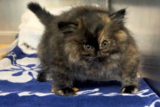 【海外】獣医師もびっくり！空気が詰まった子猫との衝撃の出会いとは？