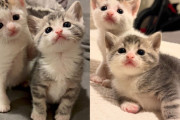 【海外】「地域猫から生まれた子猫たちが、温かい住処で幸せな生活を見つけるまで」