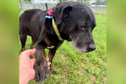 【海外】「公園に捨てられた老犬、その正体はまさかの感動的な出会い！」