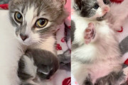 【海外】「猫が赤ちゃんを抱えていた！建物で起きた感動の救出劇とは？」