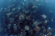 メキシコの沖合で海洋写真家がイトマキエイ属の群れに遭遇、数千から数万のエイの群れの撮影に成功