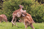 いたずらっ子のカンガルーがママのポケットから這い出て元気に遊びまわり、ママの顔に向かってカンガルーパンチ！
