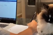 猫「新型コロナ？自主隔離？イライラするニャー！もう！」