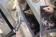 撮影者さん「見て見て！うちのグリルにオポッサムの親子が住み着いたよー！」