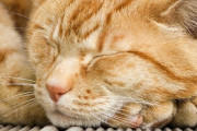「お隣さんが家売るから物件写真を覗いてみよう」→ 自分の家の猫が予想外な場所でくつろぎまくってて驚愕ｗｗｗｗｗ