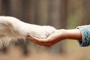 日本の動物福祉が遅れている理由は？←「ペットカフェは許せない」（海外の反応）