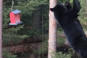 「空腹でどうしても食べたい！」クマがロープに下がる鳥のエサ箱に喰らいつく