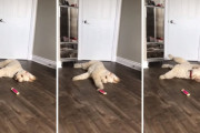 「はぁ～退屈だなぁ～」新型コロナによる隔離生活が退屈すぎて飽き飽きしている犬