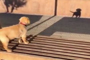 あれは誰だ！？自分の影に向かって一生懸命吠える子犬の微笑ましい姿