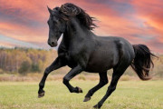 【海外】歴史に名を刻んだ勇敢な10頭の馬たち – あなたを感動させる驚きの物語！