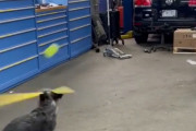 【海外の反応】ボールをバットで打つとてつもない犬が現れる「メジャー並みの打球速度ｗ」