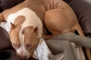 あわや窒息死？子供の顔の上に覆いかぶさる犬
