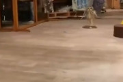 【衝撃】えっフクロウってこうやって走るの！？　海外の反応