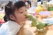 「ん～まっ！」しゃべりながら女の子にチューをするワカケホンセイインコが面白い！