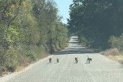 【海外】「4人の赤ちゃんが助けを求めて駆け寄る！運転手が車から飛び出した驚きの理由とは？」