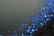 外国人「日本で目撃されたホタルイカの海岸が魅惑的だ！」