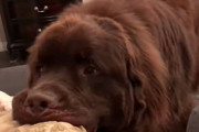 「やっぱり返さないワン！」盗んだ枕を返して、また盗もうとするニューファンドランド犬！