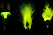 【海外】「驚きの発見！極楽鳥の羽根は生物蛍光で輝く」