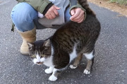 宮城県の猫島に行ったら、やたら人懐っこい鳴きやまない猫に絡まれた！→実はその猫は神社の…。