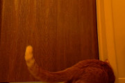 毎朝５時頃になると「ある方法」で飼い主さんを起こしにくる猫のぶーちゃんが可愛い(∗ˊωˋ∗)