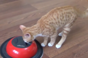 「ナンニャコレハ！？」掃除ロボットと戦う子猫ちゃん。電池が切れると…？