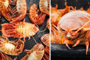 外国人達がレアな海の幸を食べるため日本の船で漁に⁉外国人「めっちゃ笑ったし、同じものをぜひ食べてみたい！」