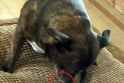 巣から落ちた雀のヒナを自分のベッドに持ち運び、守ろうとした犬