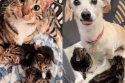 【海外】「子猫誕生直前に保護された母猫、その後現れた犬が手助けする心温まるストーリー」