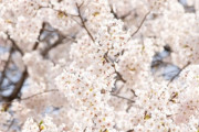 【悲報】韓国人「韓国で樹齢40年の『桜の木』が重機でなぎ倒されてしまう‥」ソメイヨシノの木を切られてしまったお婆さん達が涙の謝罪要求　韓国の反応