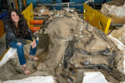 【海外】新たな化石発見！「ミニチュアT. rex」の謎が解明されるか？