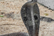 世界で最も美しい12のヘビ　海外の反応