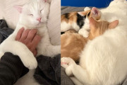 【海外】「みんなのお世話をする猫が、2匹の子猫と出会い“理想のパパ”に！」