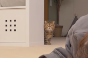 猫の前で飼い主が死んだフリをしてみたらどうなる？　海外の反応