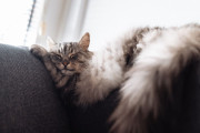 【海外】猫は寝ているときになぜピクピクするの？夢を見ているのかな？