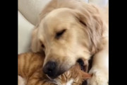 変わった寝方をしている仲良し犬と猫が海外で話題に　海外の反応