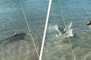 飼い主が危ない！海に飛び込み近づいてきたサメを必死に追い払おうとする勇敢な犬（オーストラリア）