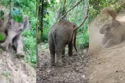 斜面を滑る遊びを見つけた象の赤ちゃん、その遊びが気に入ったのか何度も滑る様子が可愛らしい♪
