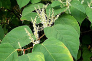 日本原産の植物が起こした訴訟に英国人大騒ぎ！（海外の反応）