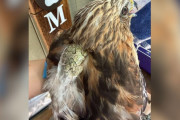 【海外】プールで溺れているタカを救った女性が同時に3匹の動物を助けた感動ストーリー