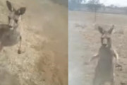 せっかく仲間を助けてあげたのにカンガルーにパンチを食らって必死で逃げる男性！